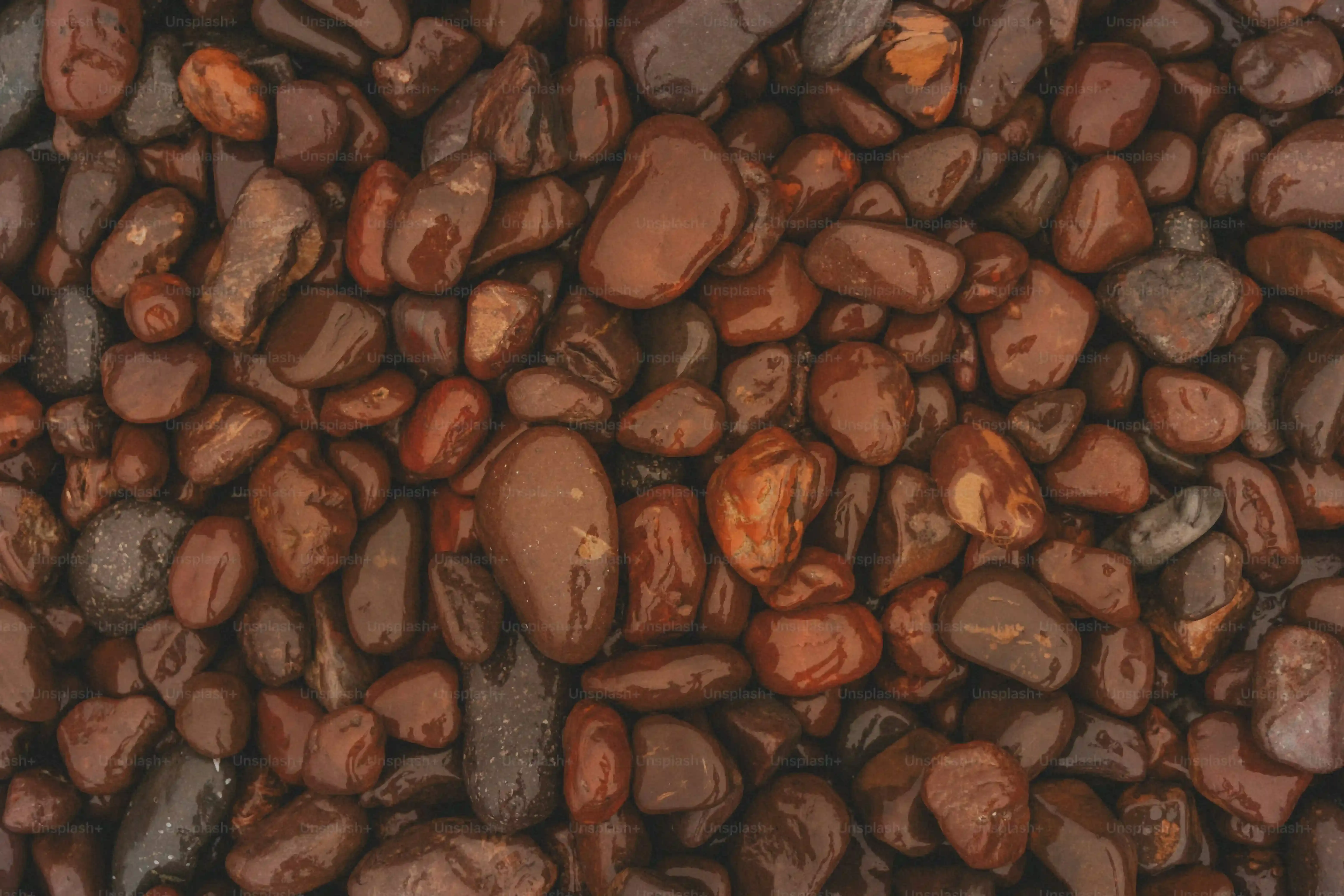 Whipping Up Black Bean Brownies: The Blender Method